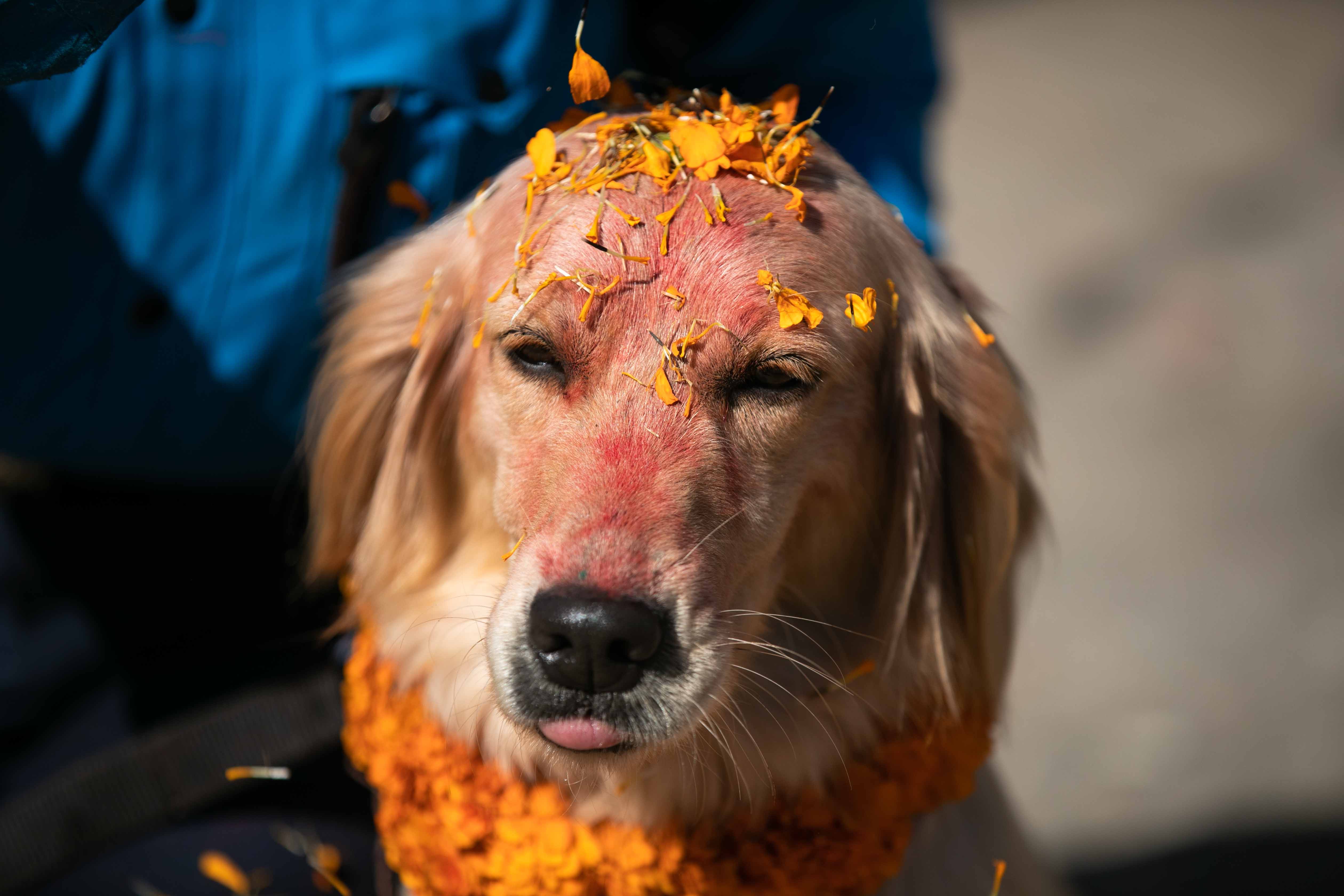 Nepal police dog festival-Nepal Photo Library  (5)1666603822.JPG